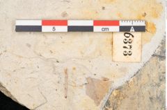 Foto (Detailansicht) von Quercus palaeoilex Ettingshausen (NHMW-GEO-2024-0188-6373)